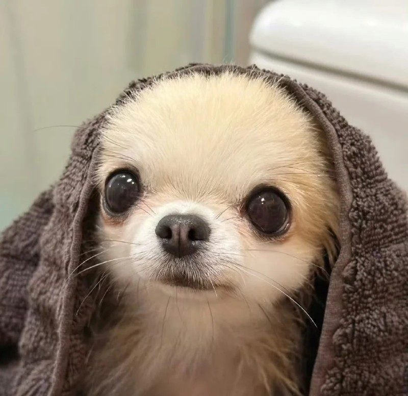 chihuahua meme