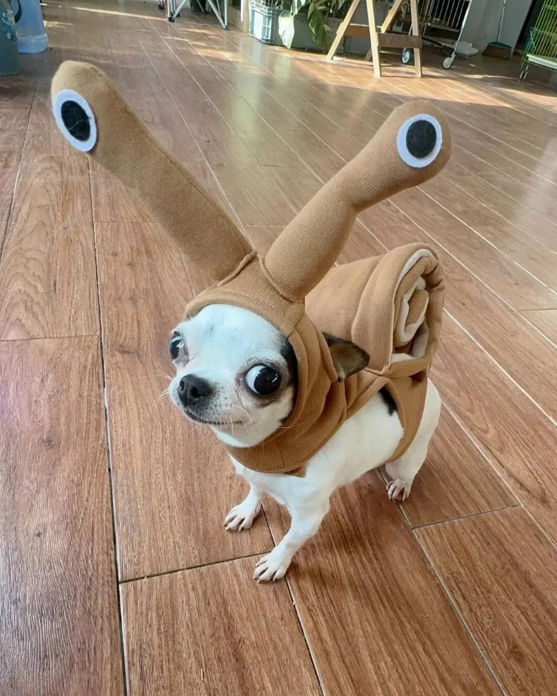 chihuahua meme