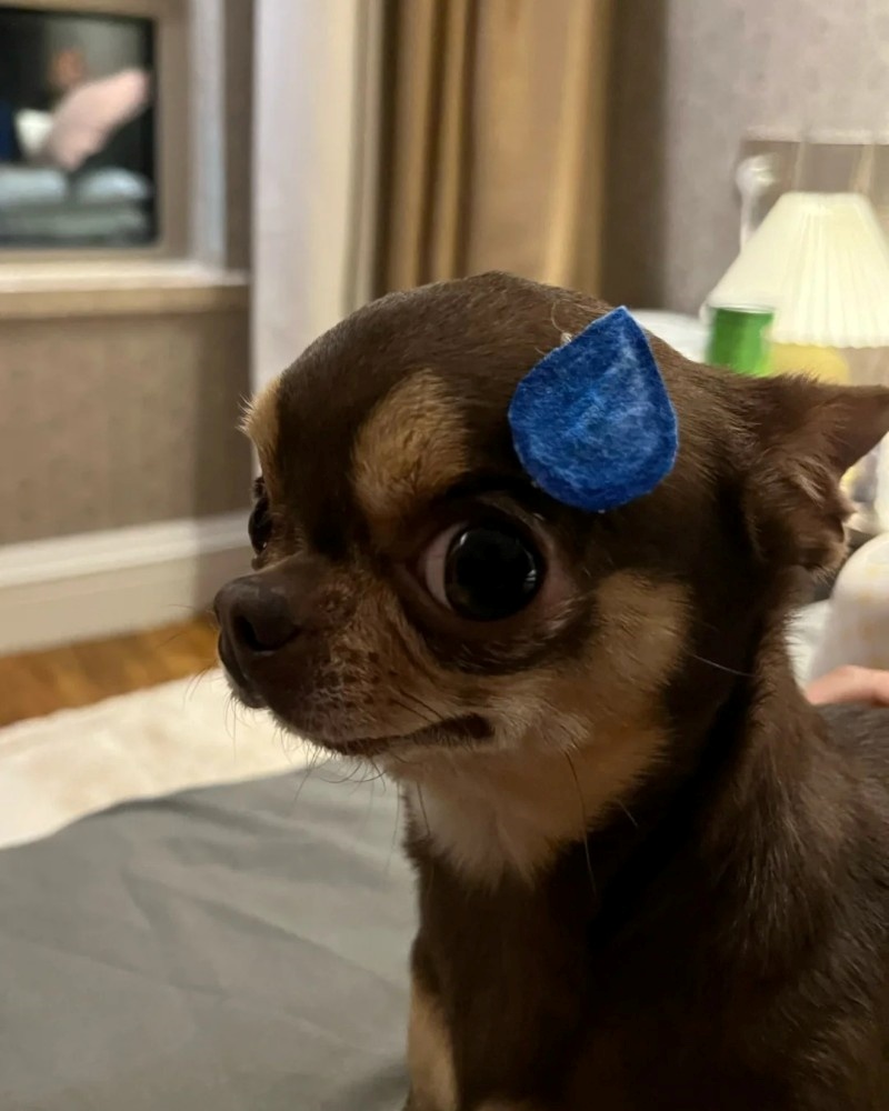 chihuahua meme