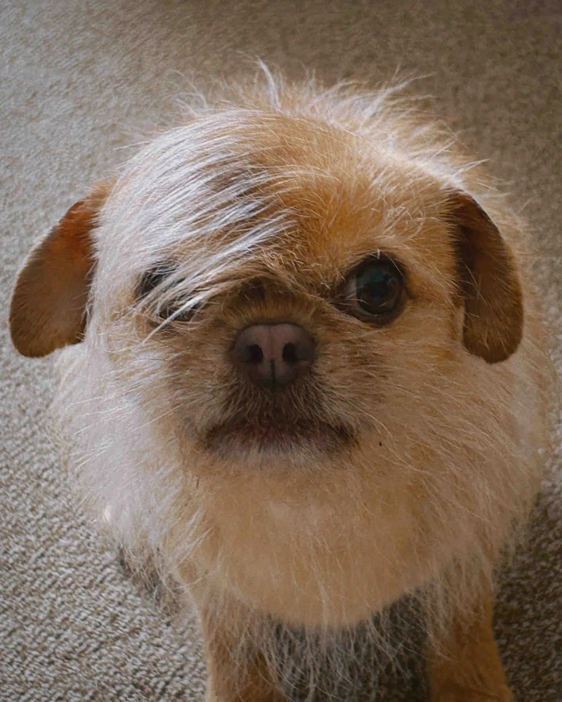 chihuahua meme
