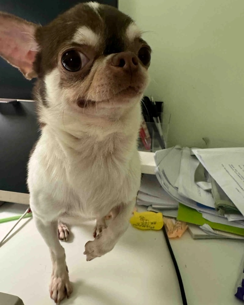 chihuahua meme