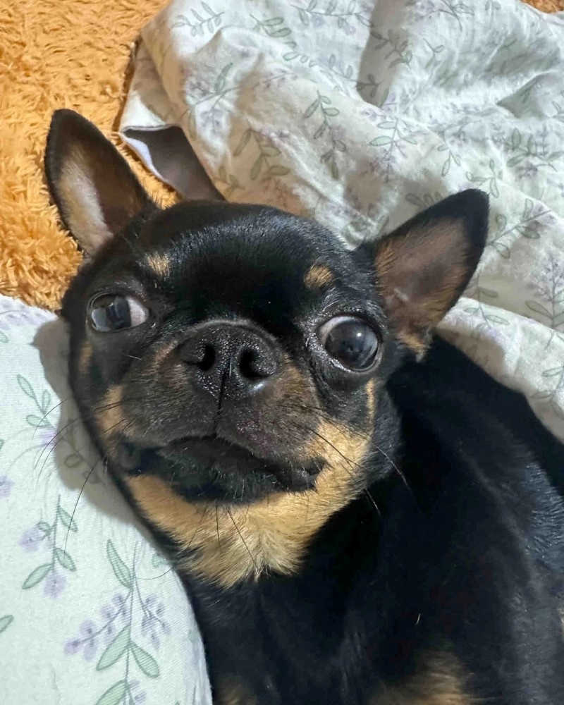 chihuahua meme