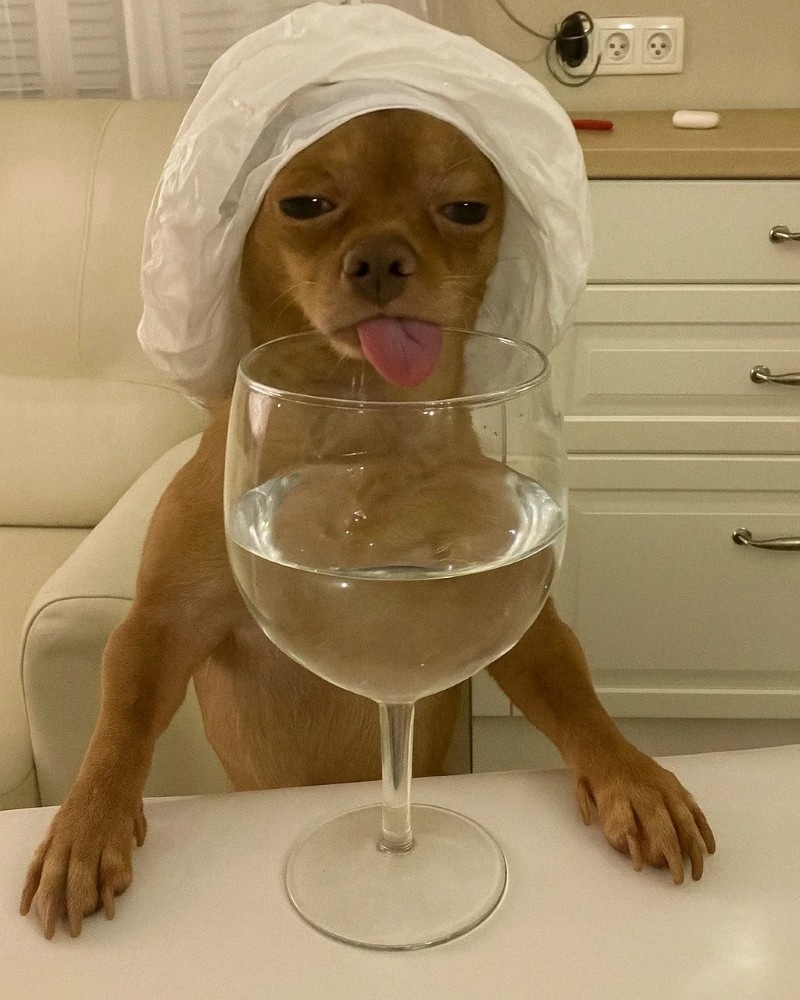 chihuahua meme