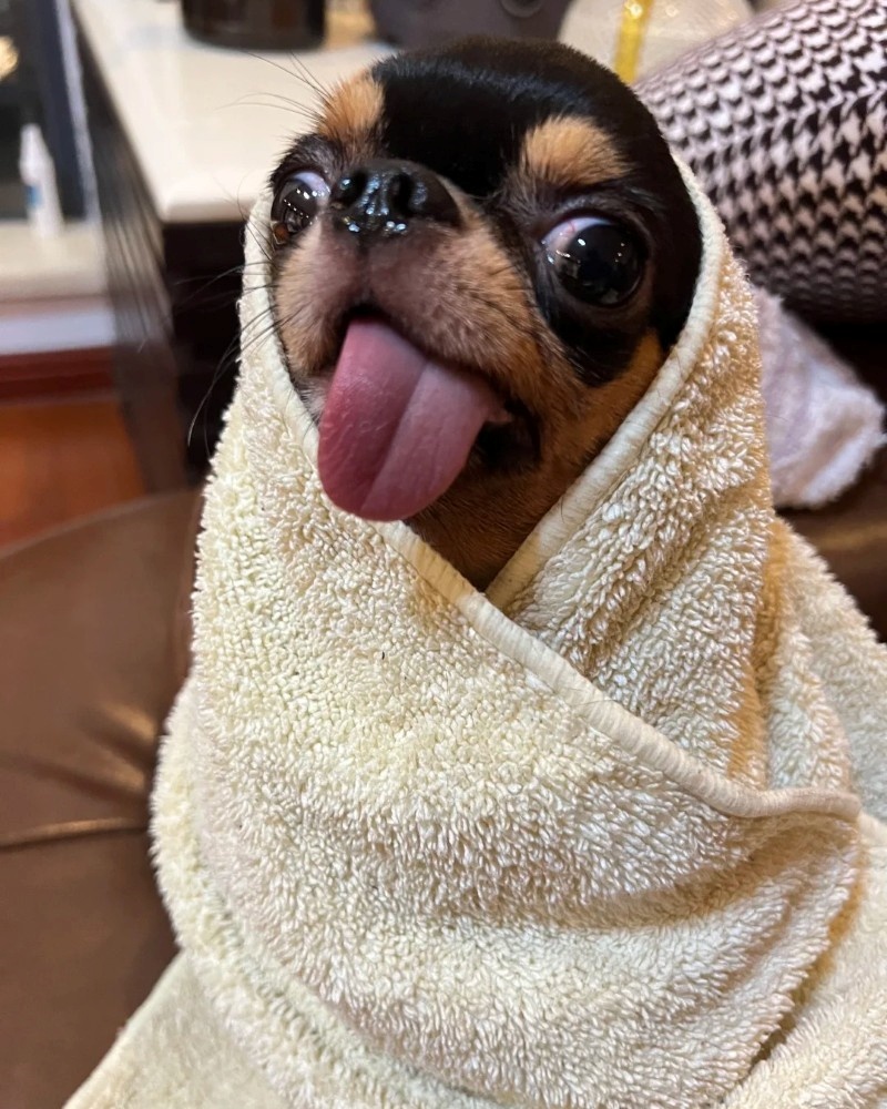 chihuahua meme