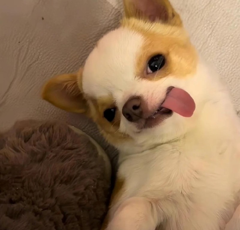 chihuahua meme