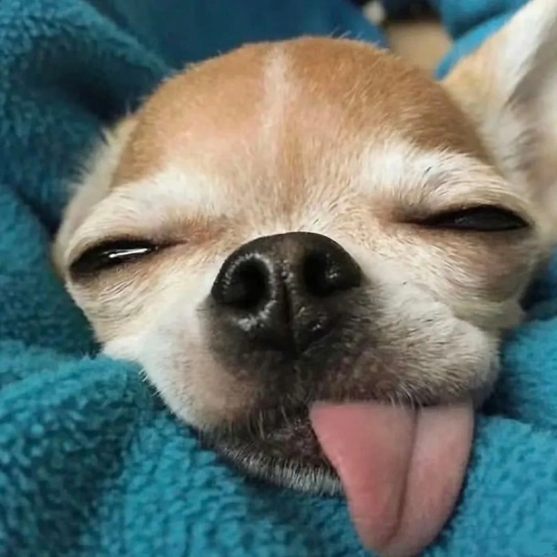 chihuahua meme