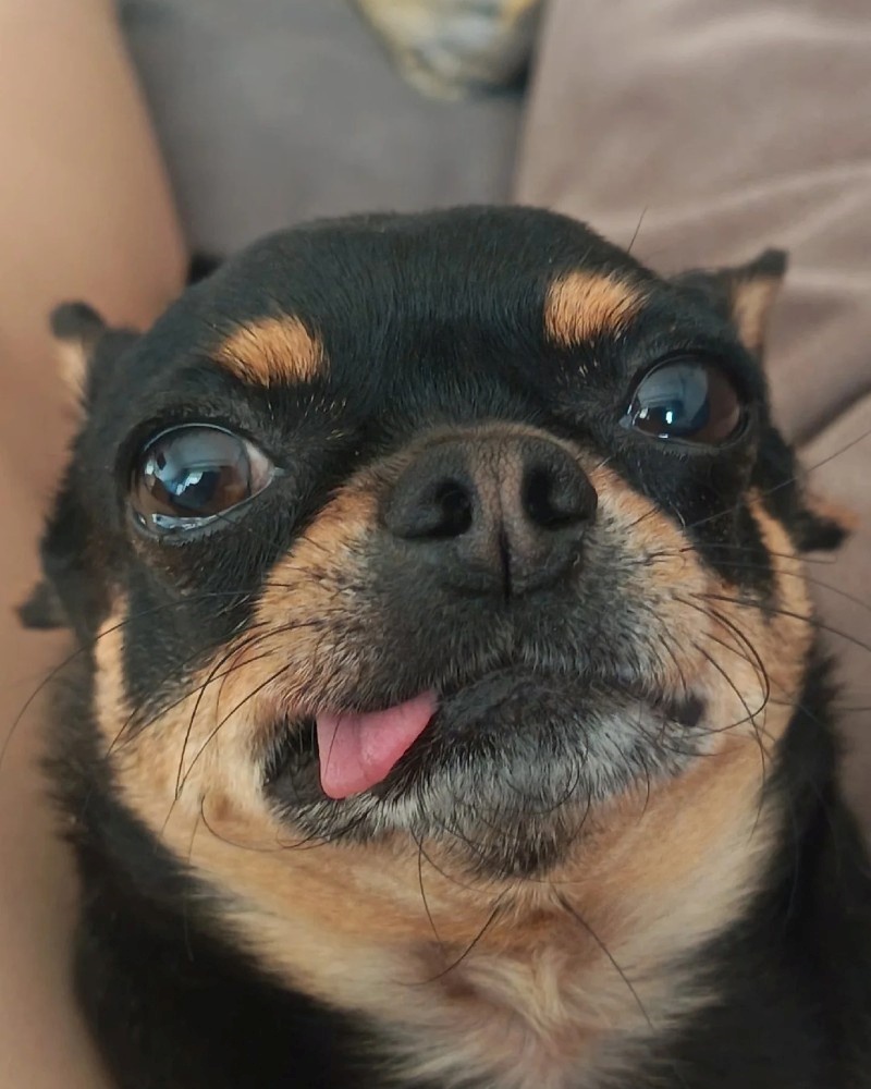 chihuahua meme