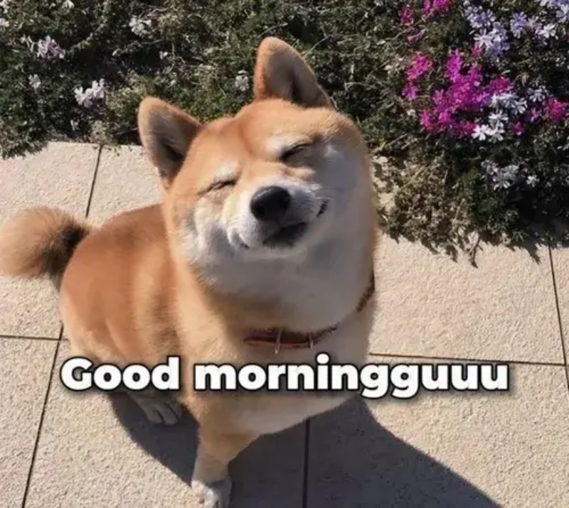 Meme chào buổi sáng