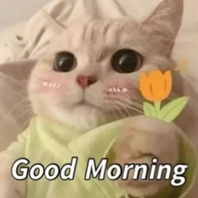 Meme chào buổi sáng
