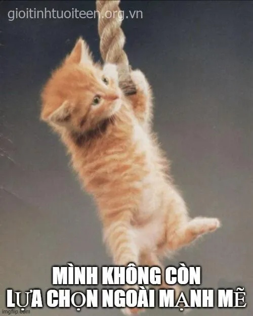 meme cố lên