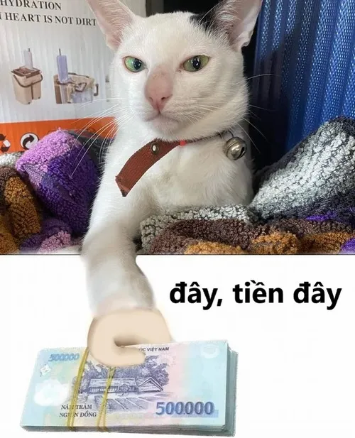 Meme Đưa Tiền