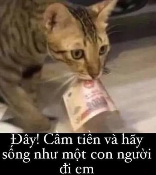 Meme Đưa Tiền