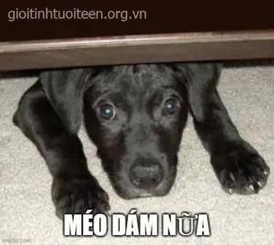 Meme Hoảng Hốt