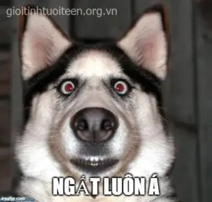 Meme Hoảng Hốt