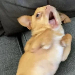 Meme Hoảng Hốt