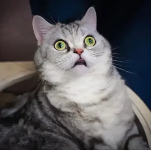 Meme Hoảng Hốt