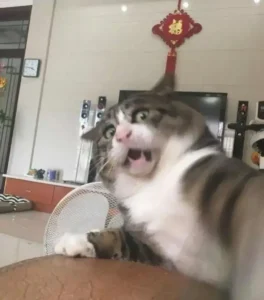 Meme Hoảng Hốt