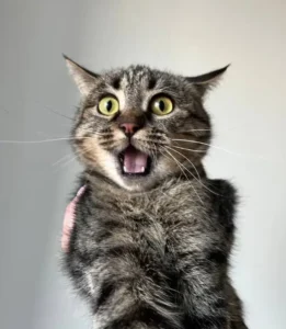 Meme Hoảng Hốt