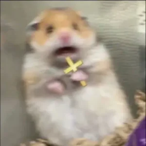 Meme Hoảng Hốt