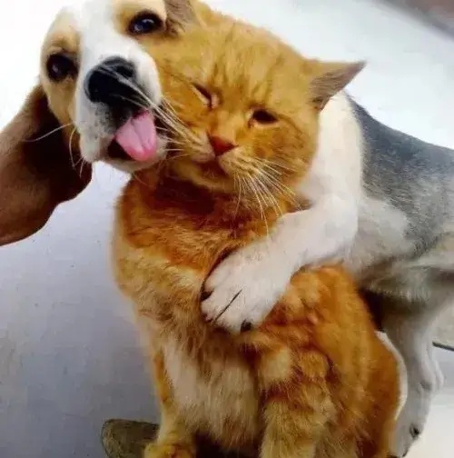 Meme Lè Lưỡi