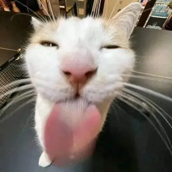 Meme Lè Lưỡi