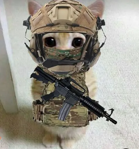 Meme mèo cầm súng