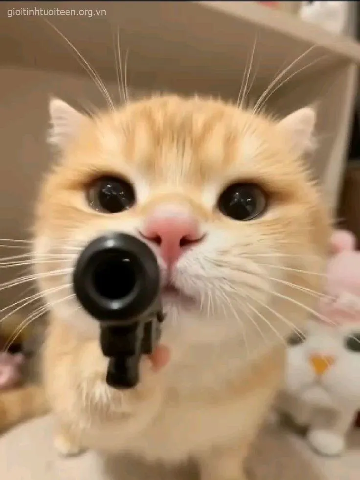 Meme mèo cầm súng