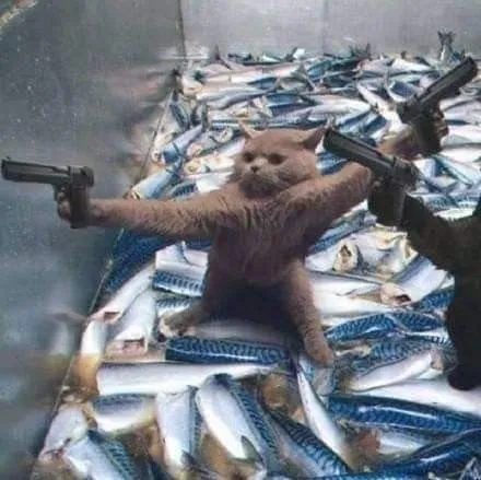 Meme mèo cầm súng