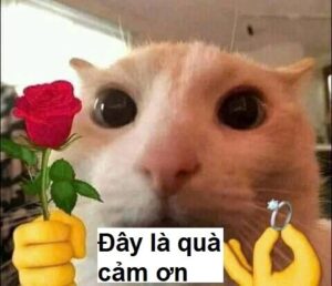 Meme Mèo Cầm Hoa