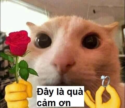 Tổng hợp 99+ Meme Mèo Tặng Hoa Cực Dễ Thương, Đốn Tim Crush
