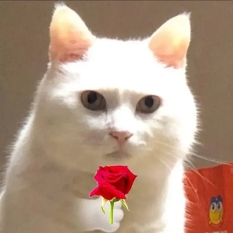 Meme Mèo Cầm Hoa