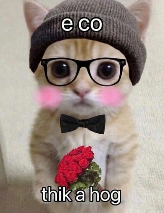 Meme Mèo Cầm Hoa