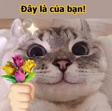 Meme Mèo Cầm Hoa