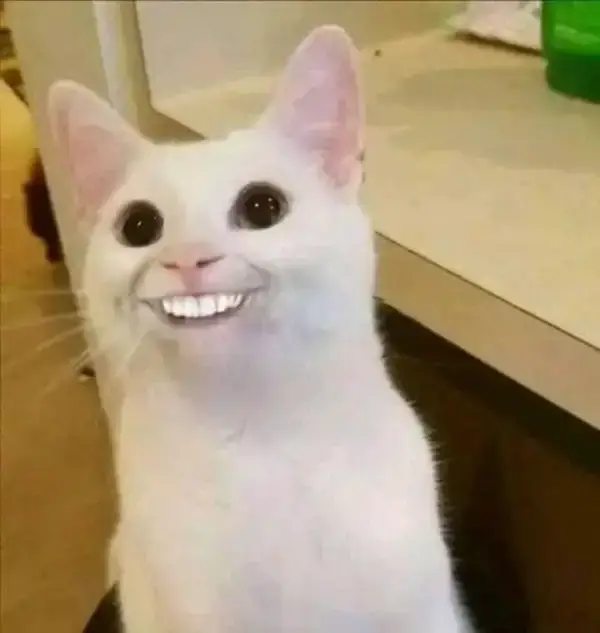 meme mèo cười nhe răng