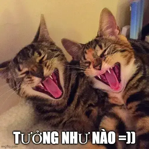 meme mèo cười nhe răng