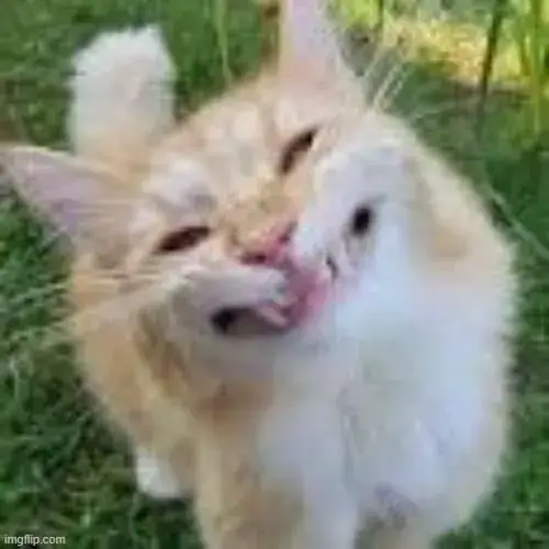 meme mèo cười nhe răng