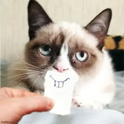meme mèo cười nhe răng