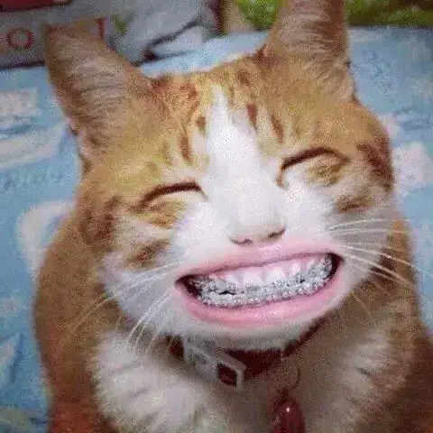 meme mèo cười nhe răng