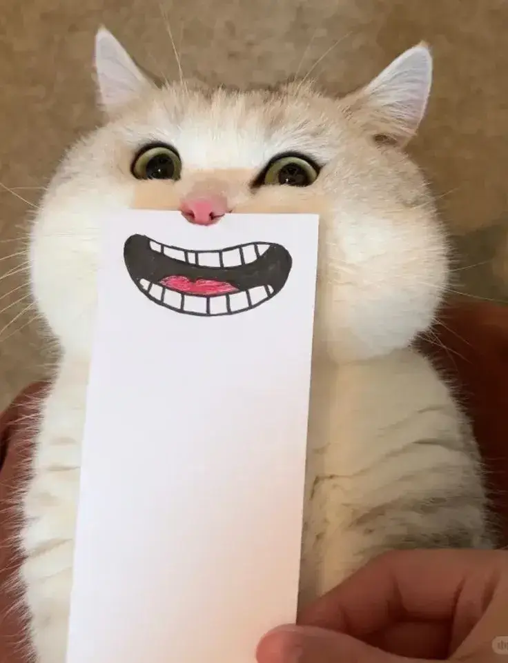 meme mèo cười nhe răng