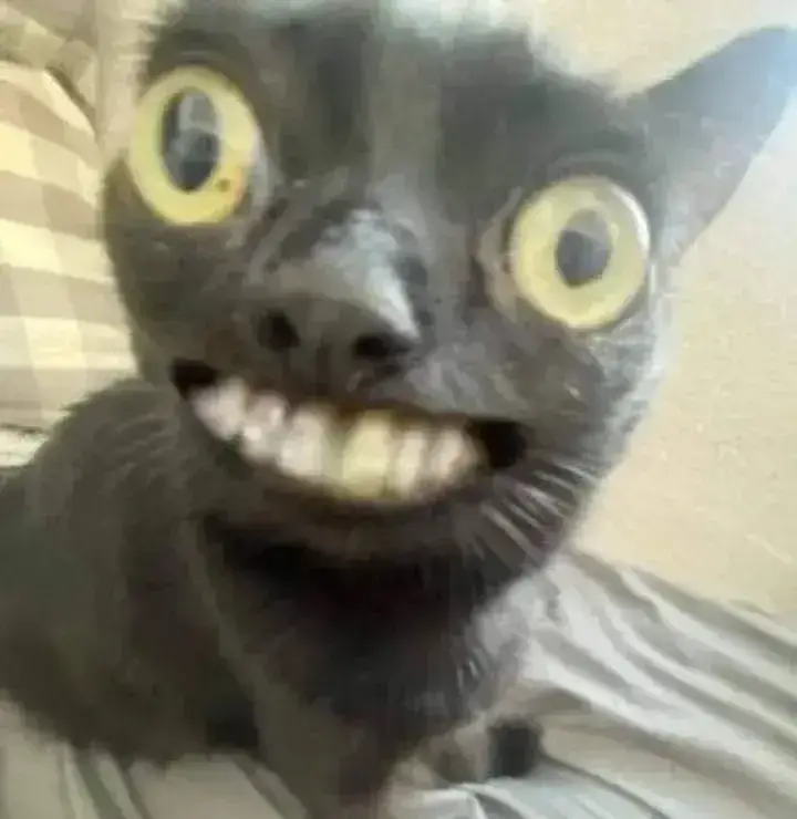 meme mèo cười nhe răng