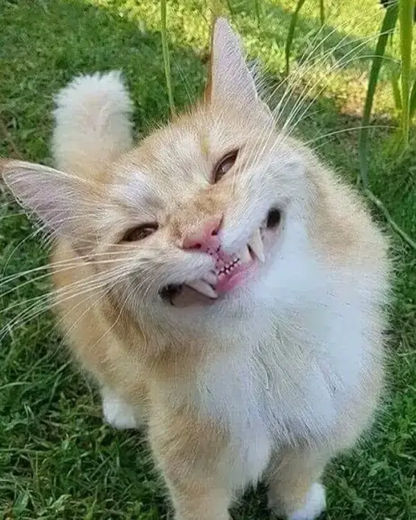meme mèo cười nhe răng
