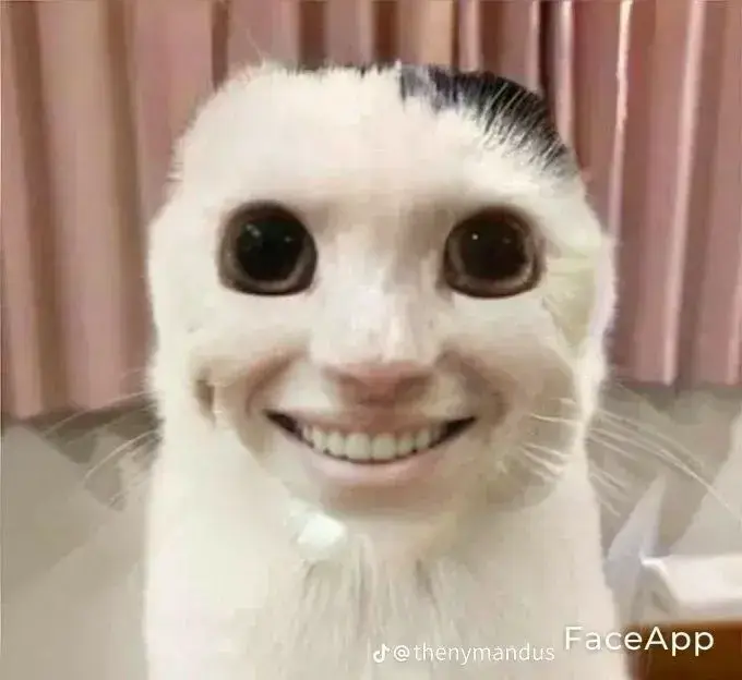 meme mèo cười nhe răng