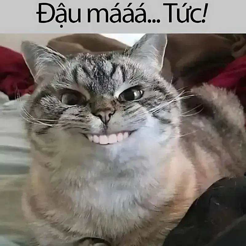 meme mèo cười nhe răng