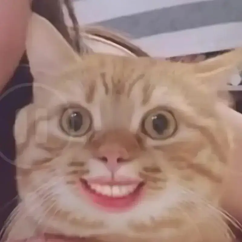 meme mèo cười nhe răng