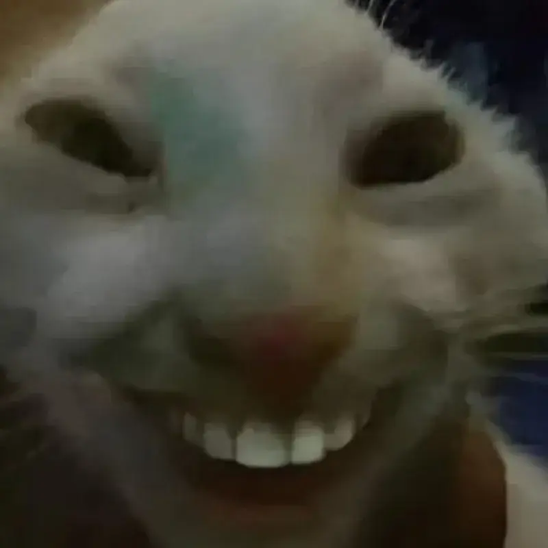 meme mèo cười nhe răng