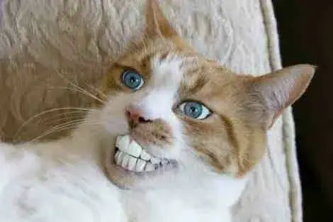 meme mèo cười nhe răng