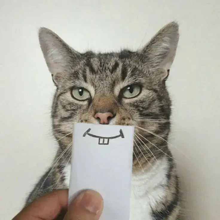 meme mèo cười nhe răng