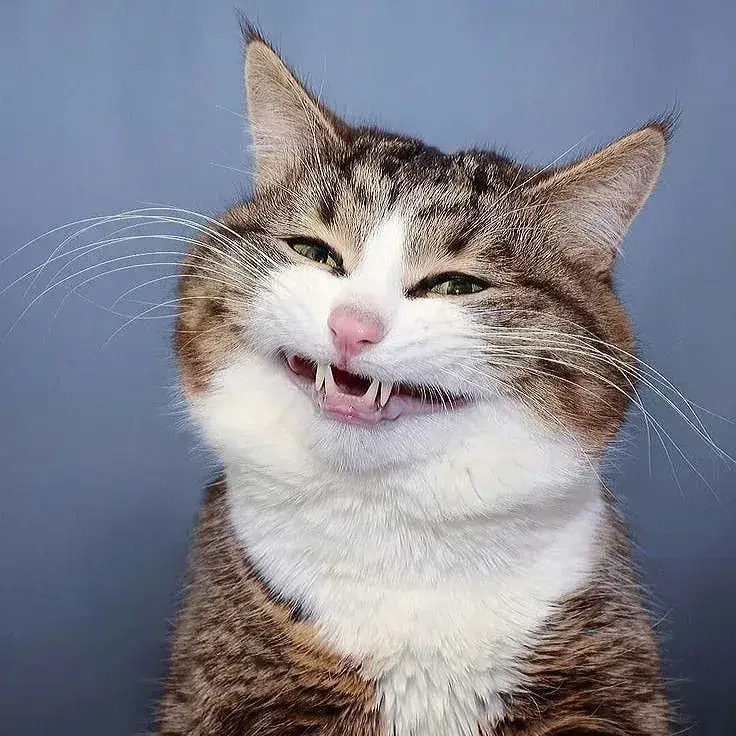 meme mèo cười nhe răng