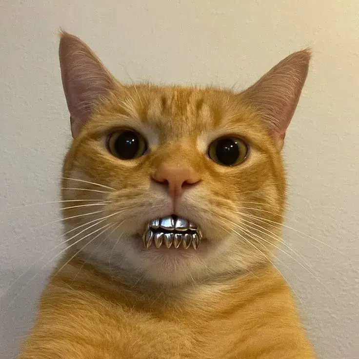 meme mèo cười nhe răng