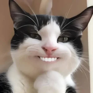 meme mèo cười nhe răng